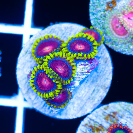 CC Spitfire Zoanthids