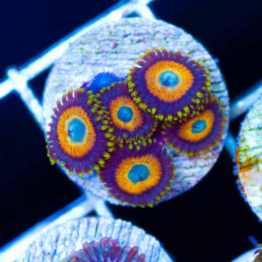 More Scrambled Egg Zoanthids