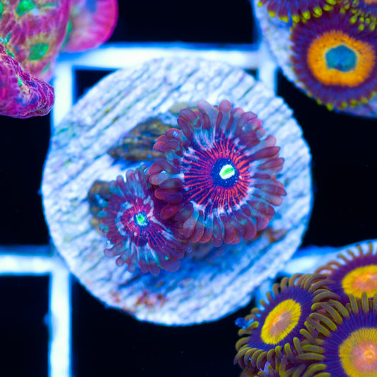Blue Agave Zoanthids
