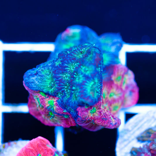 Two Face Dayglo Favia