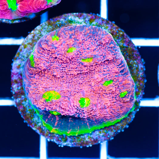 OG Watermelon Chalice