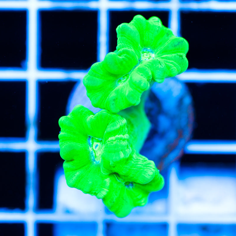 Kryptonite Candy Cane