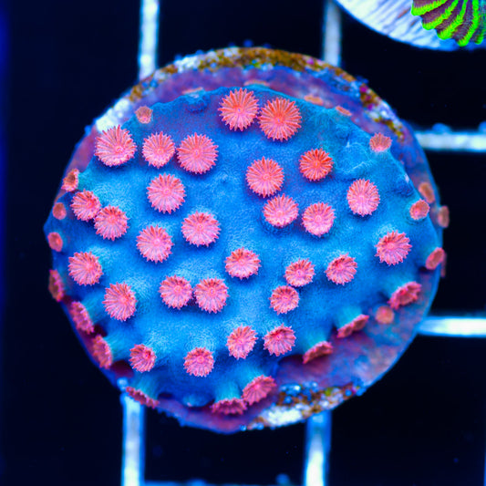 OG Meteor Shower Cyphastrea