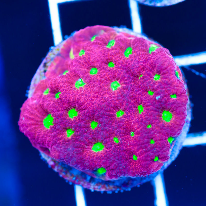 Aquacultured Red War Coral