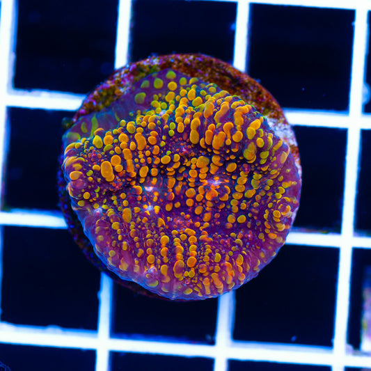 CC Cloudberries Chalice