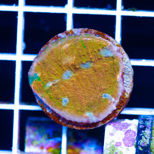 JF Orange Zombie Chalice