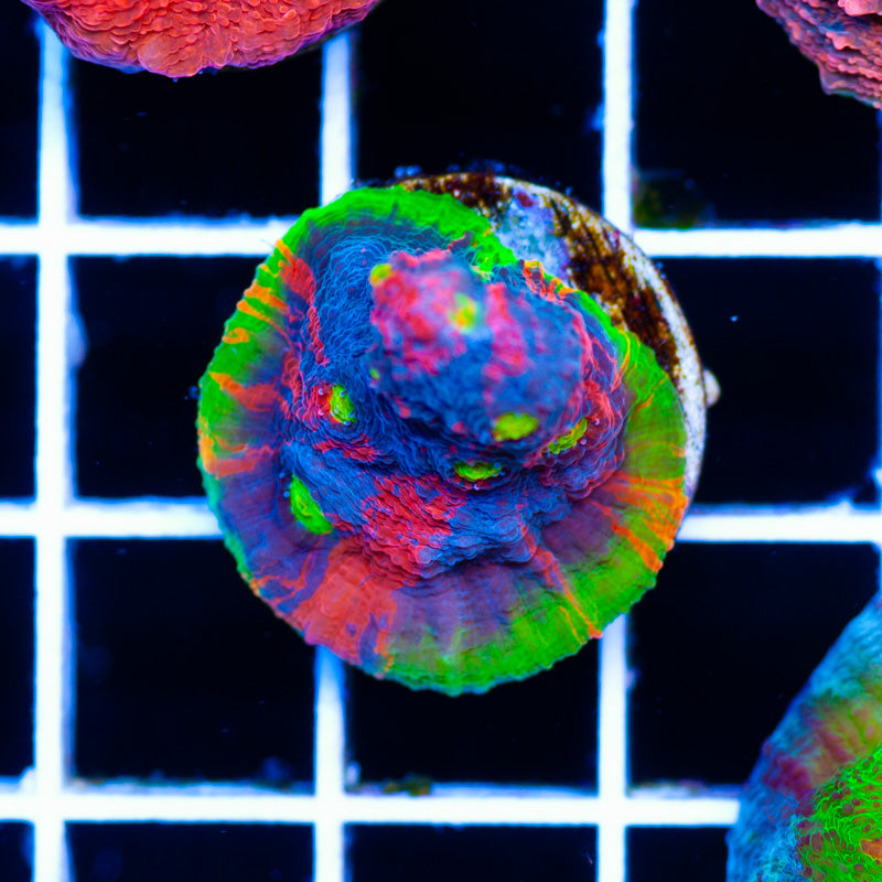 WWC Jellybean Chalice #1