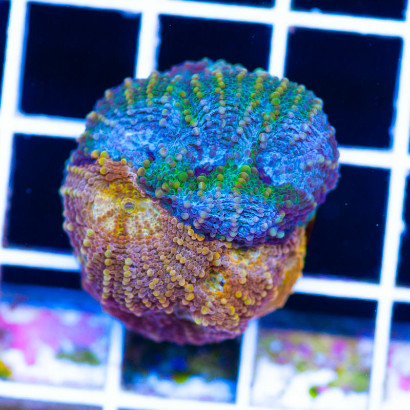 Rainbow Echinata