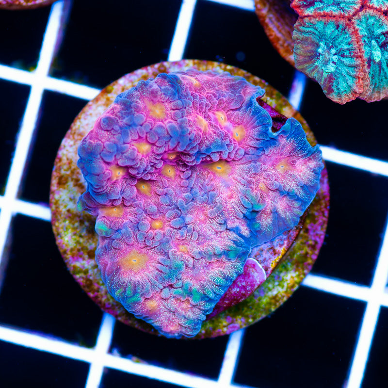 CC Space Cakes Favia
