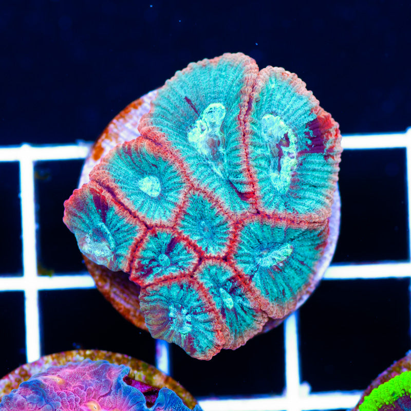 Aussie Ring of Fire Favia