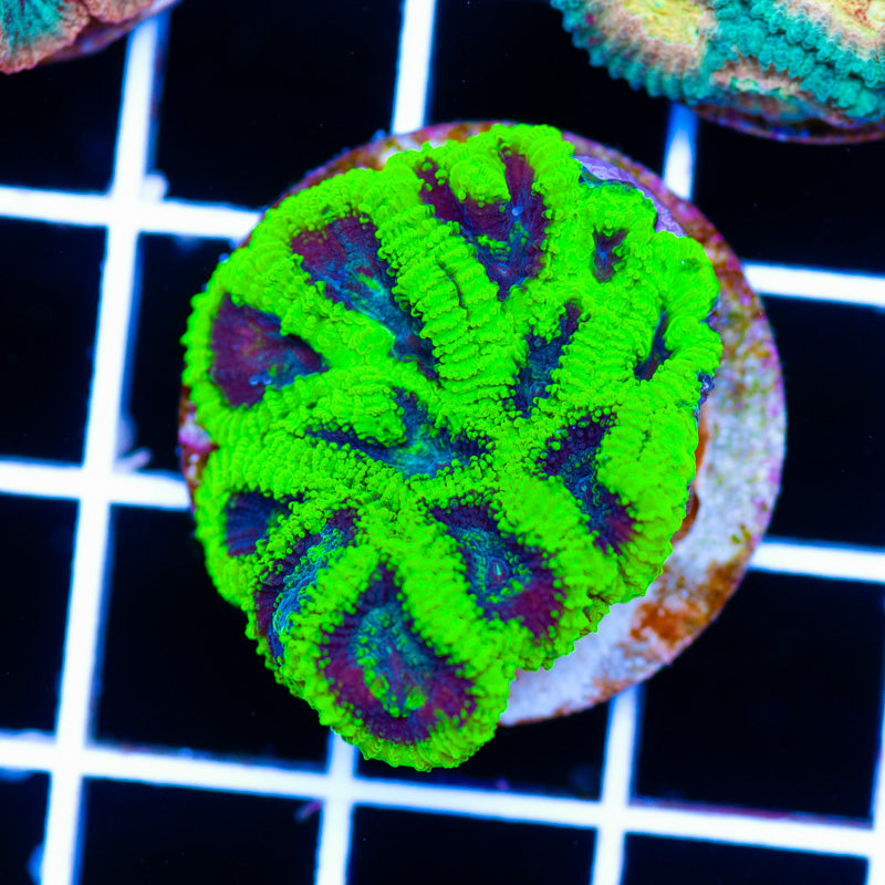 CC Green Goblin Favia