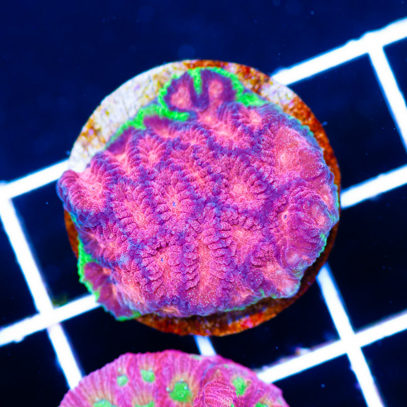 WWC Bejeweled Favia