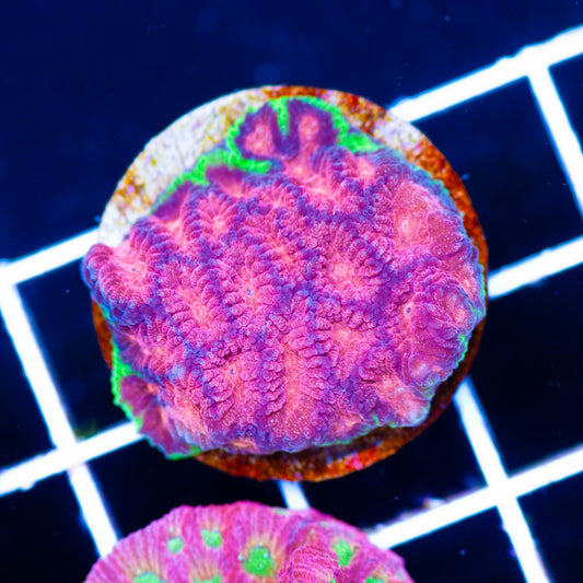 WWC Bejeweled Favia