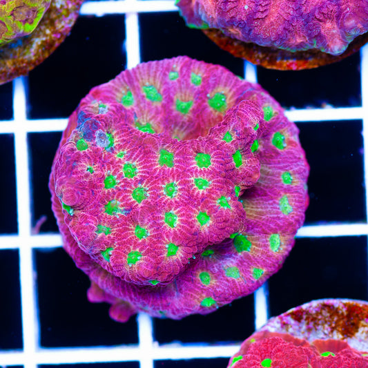 JF Dayglo Favia