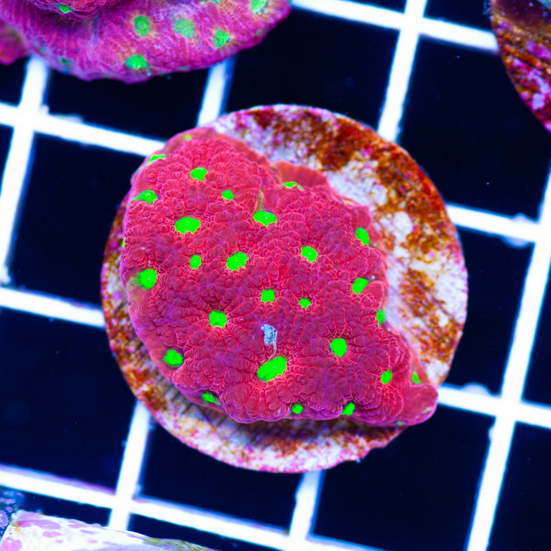 Aquacultured Red War Coral