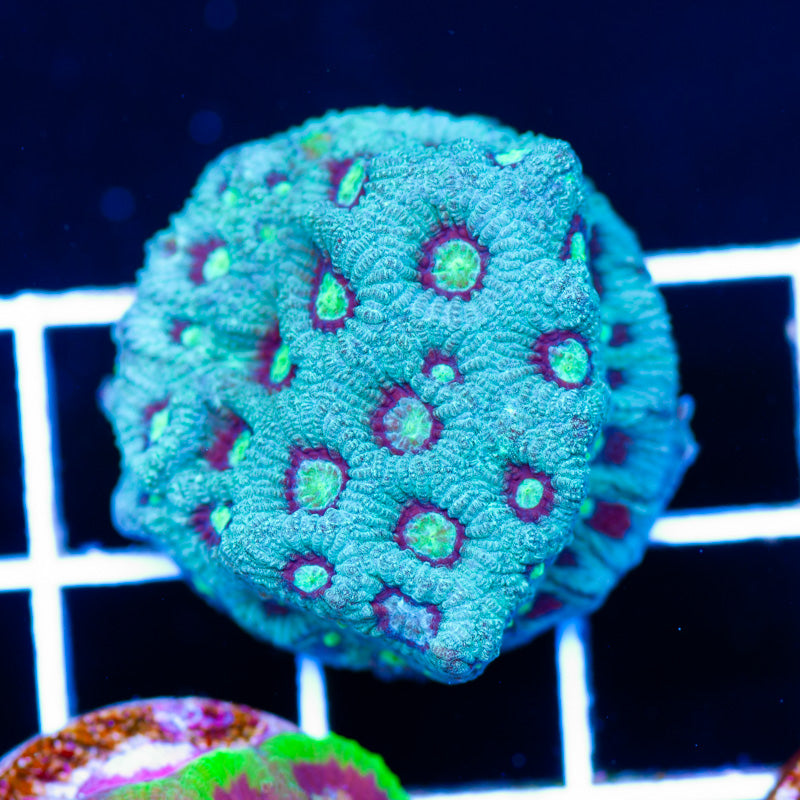 CC Green Ghost War Coral