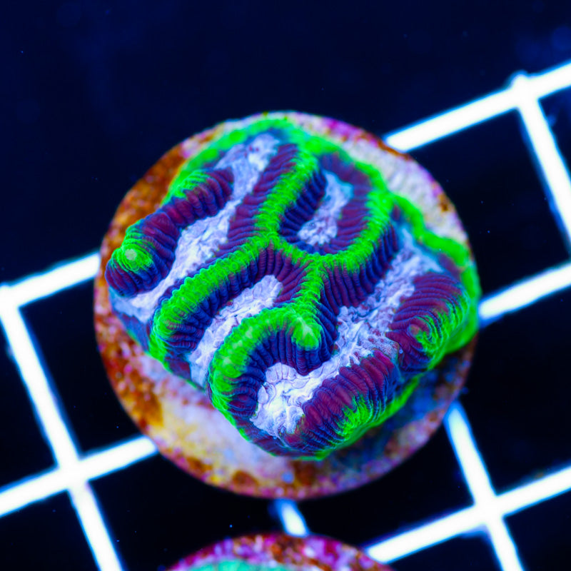 Awesome Aussie Maze