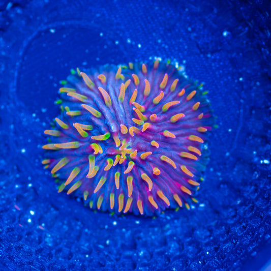 CC Flame Tip Diaseris Plate