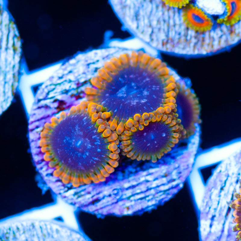 JF Acid Reflux Zoanthids