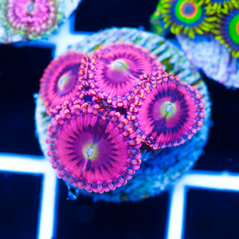 CC Pink Passion Zoanthids