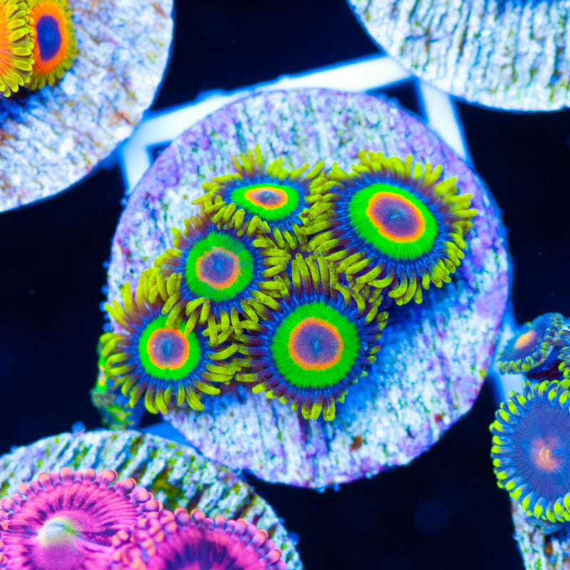 OG Rasta Zoanthids