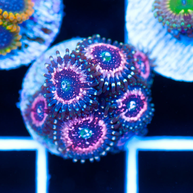 OG Pink Zipper Zoanthids
