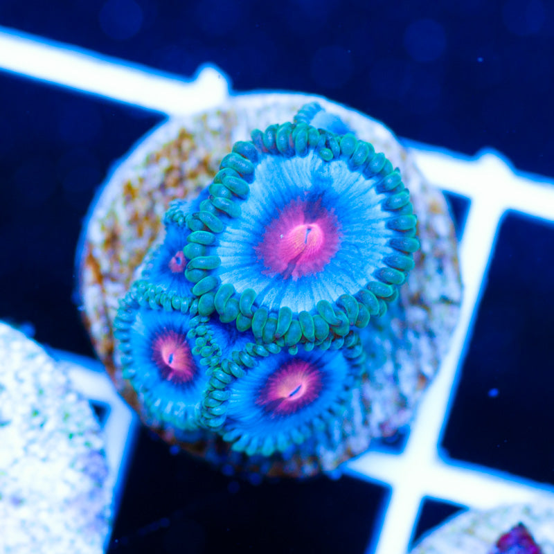 CC Miami Vice Zoanthids
