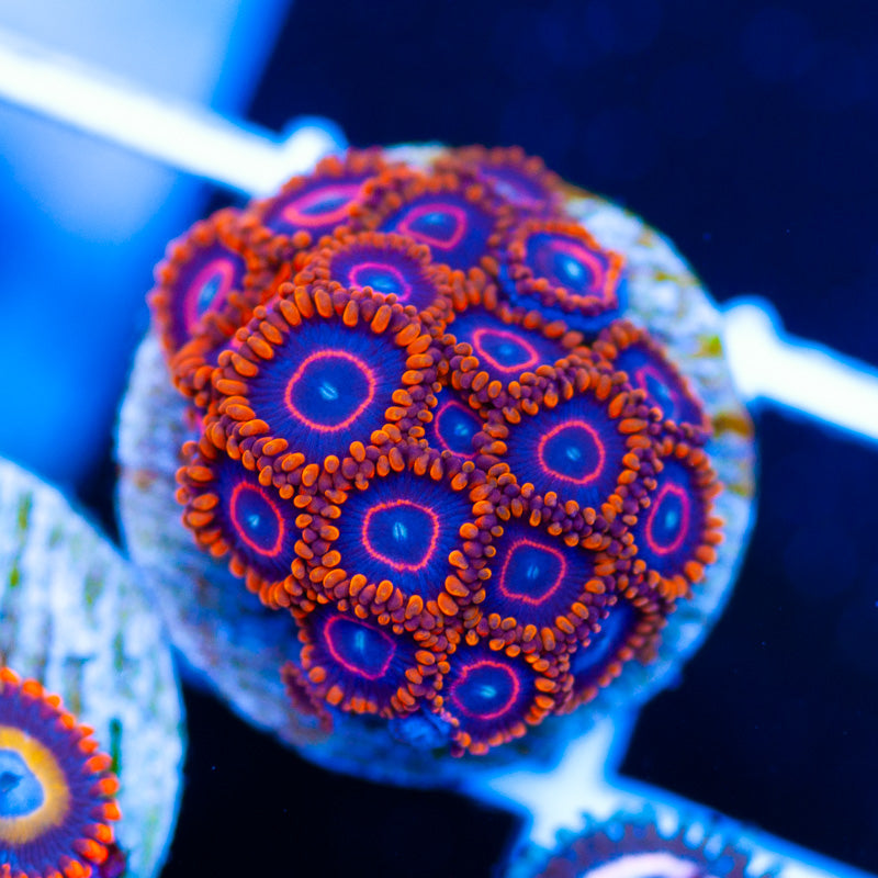 OG Red Hornet Zoanthids