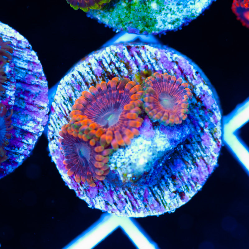 Fairy Fart Zoanthids