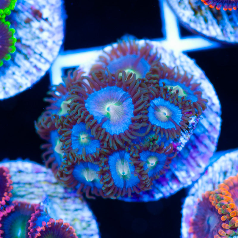 CC Tropical Vice Zoanthids