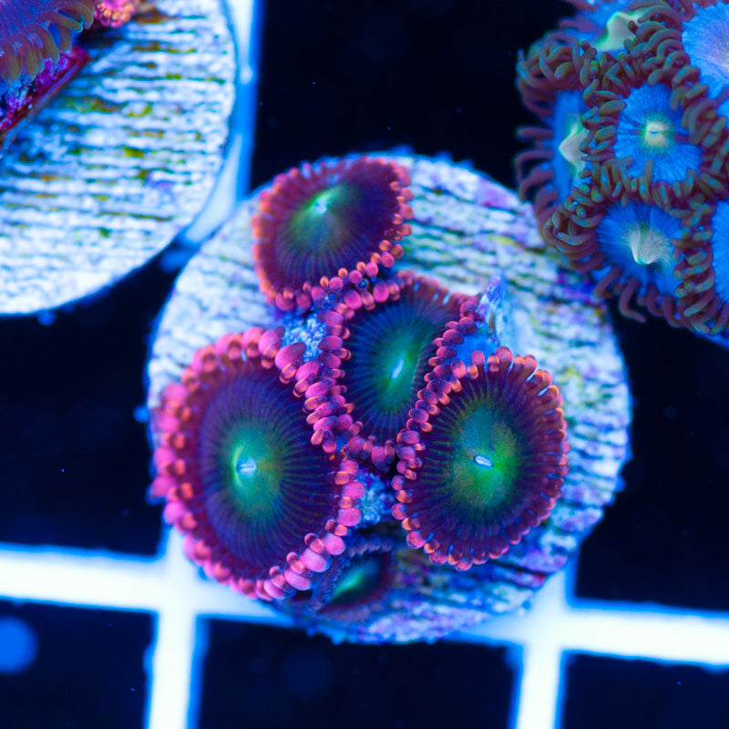 CC Rock Candy Zoanthids