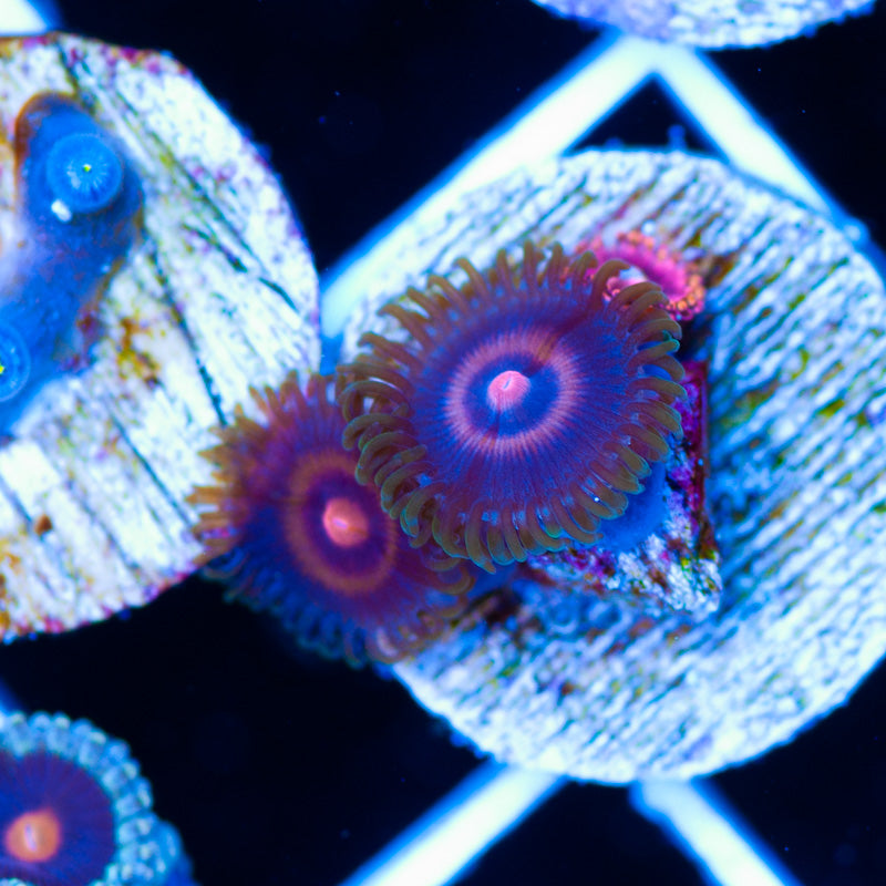 JF Punch Drunk Zoanthids