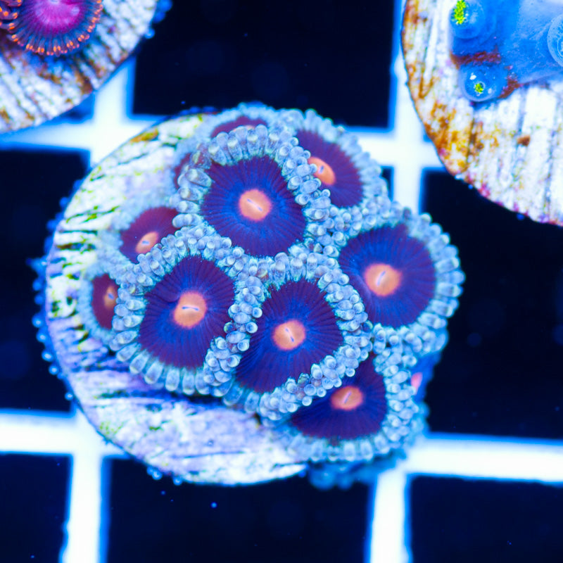 OG Mary Jane Zoanthids
