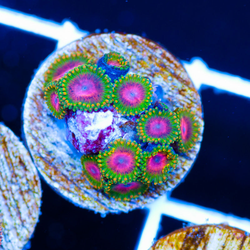 OG Awesome Blossom Zoanthids