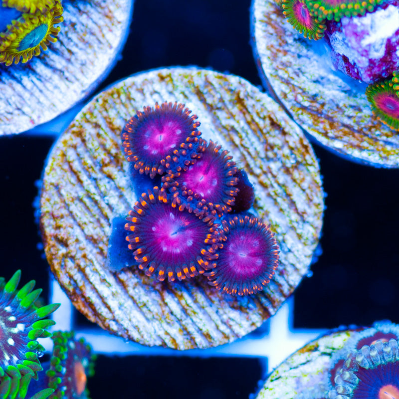 OG KH Sunburst Zoanthids