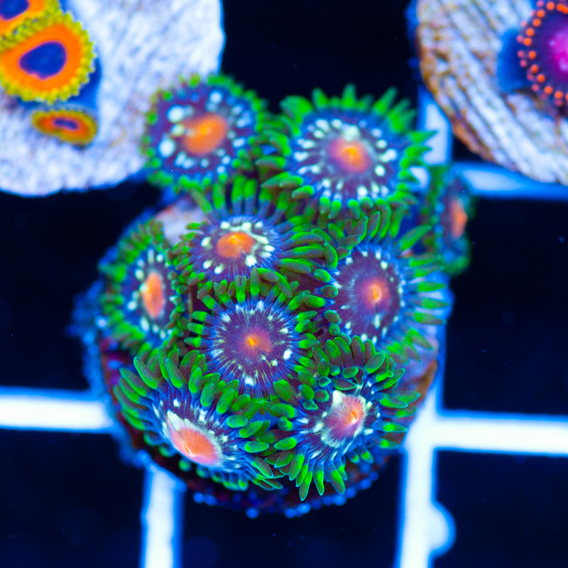 JF Stargazer Zoanthids