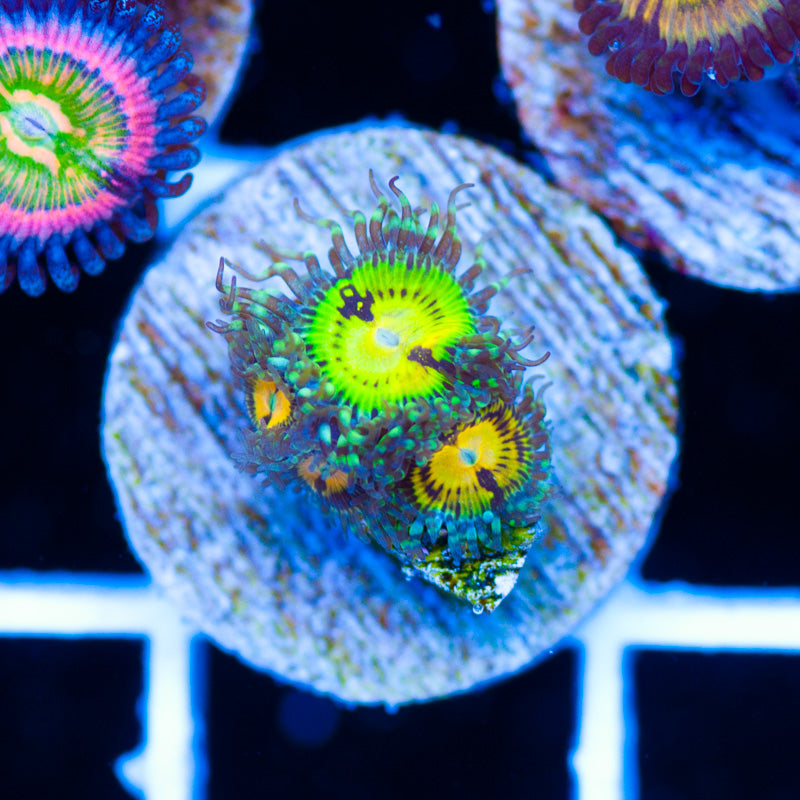 GB Butt Muncher Zoanthids