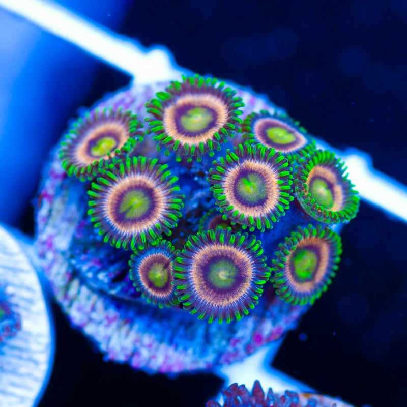 CC Raspberry Lime Zoanthids