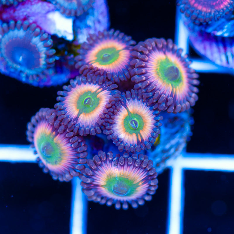 CB Rainbow Infusion Zoanthids