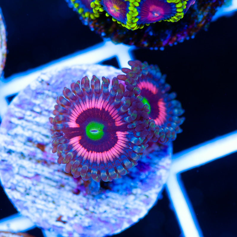 Lord of the Rings Zoanthids