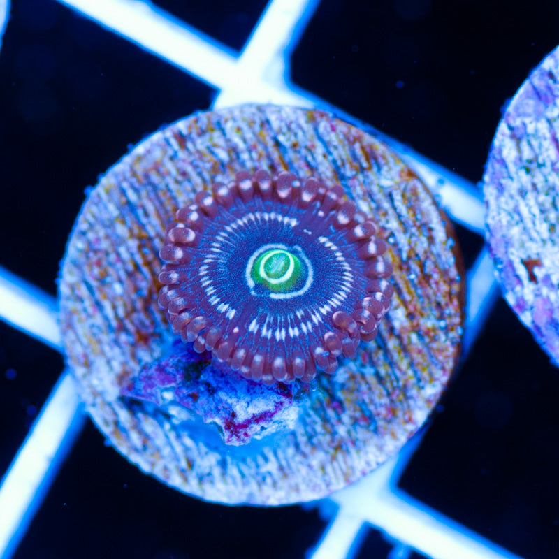 Snowglobe Zoanthid