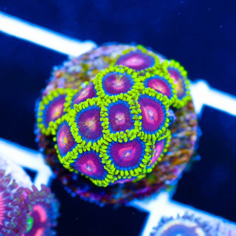CC Spitfire Zoanthids