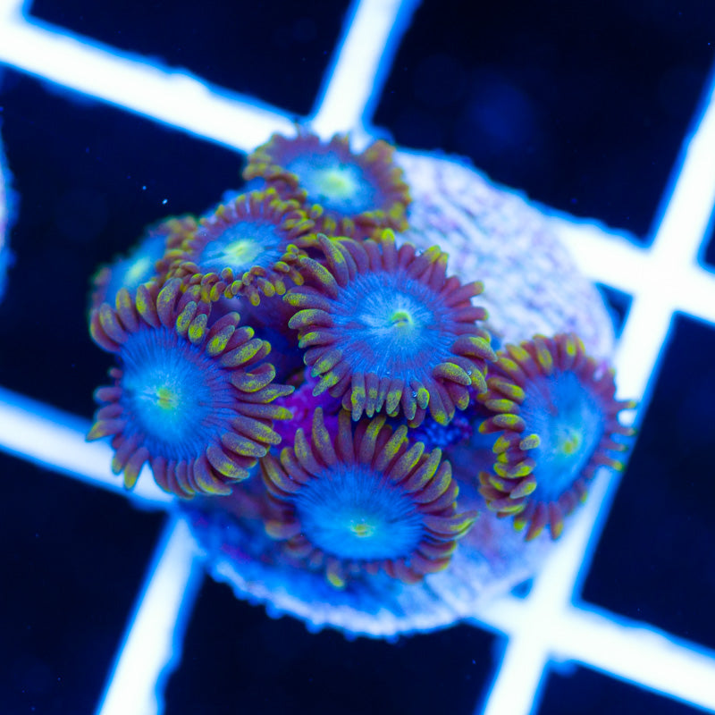 CC Blue Sky Zoanthids