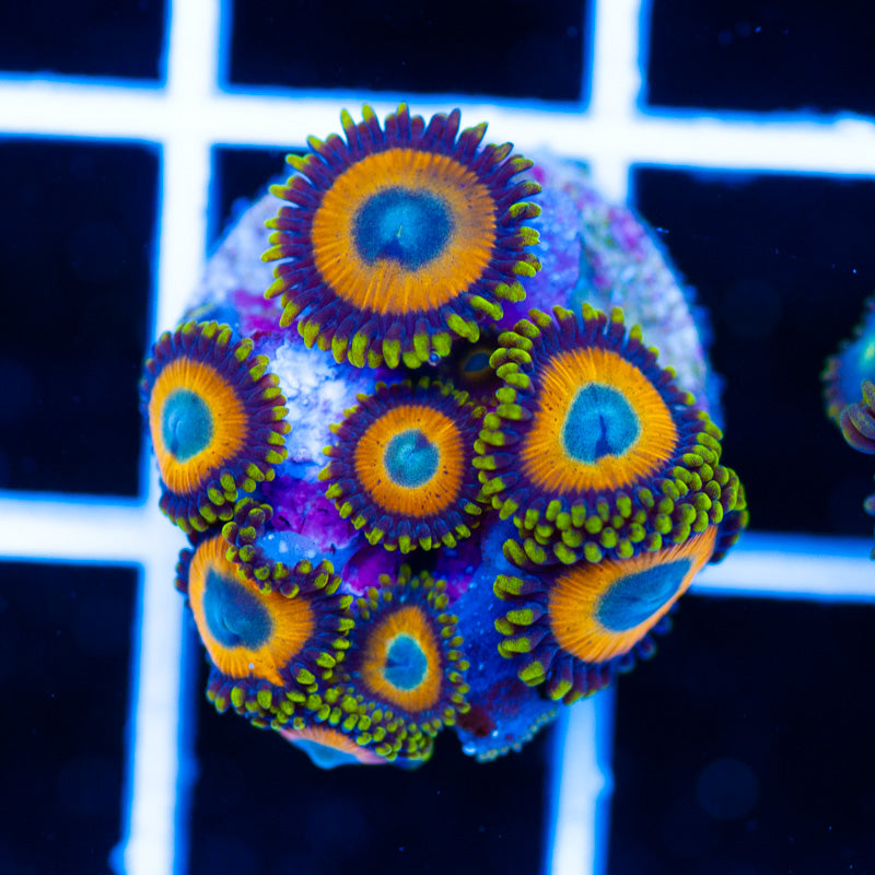 OG Scrambled Egg Zoanthids