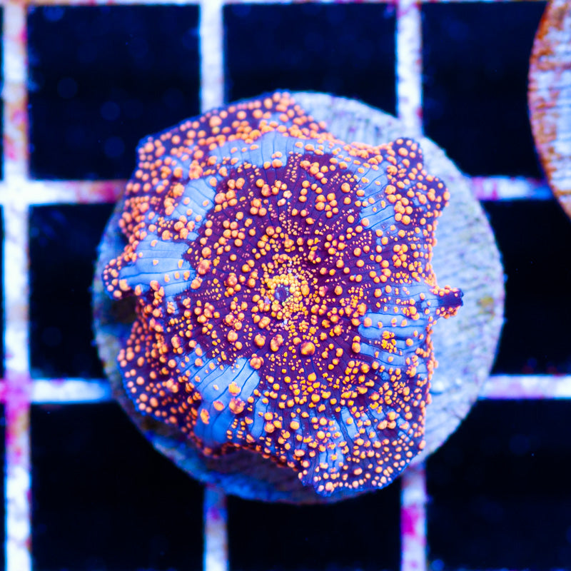 Aussie Interstellar Mushroom