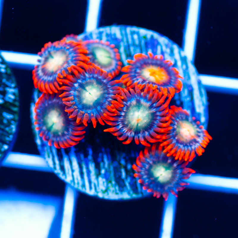 Firepower Zoanthids