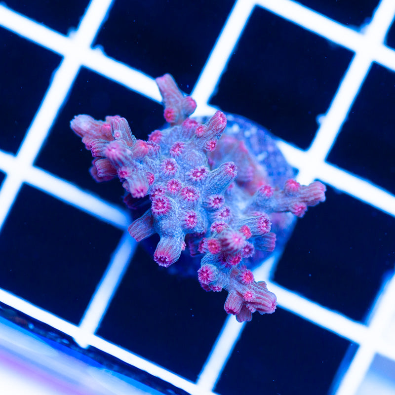 ATL Red Star Branching Cyphastrea