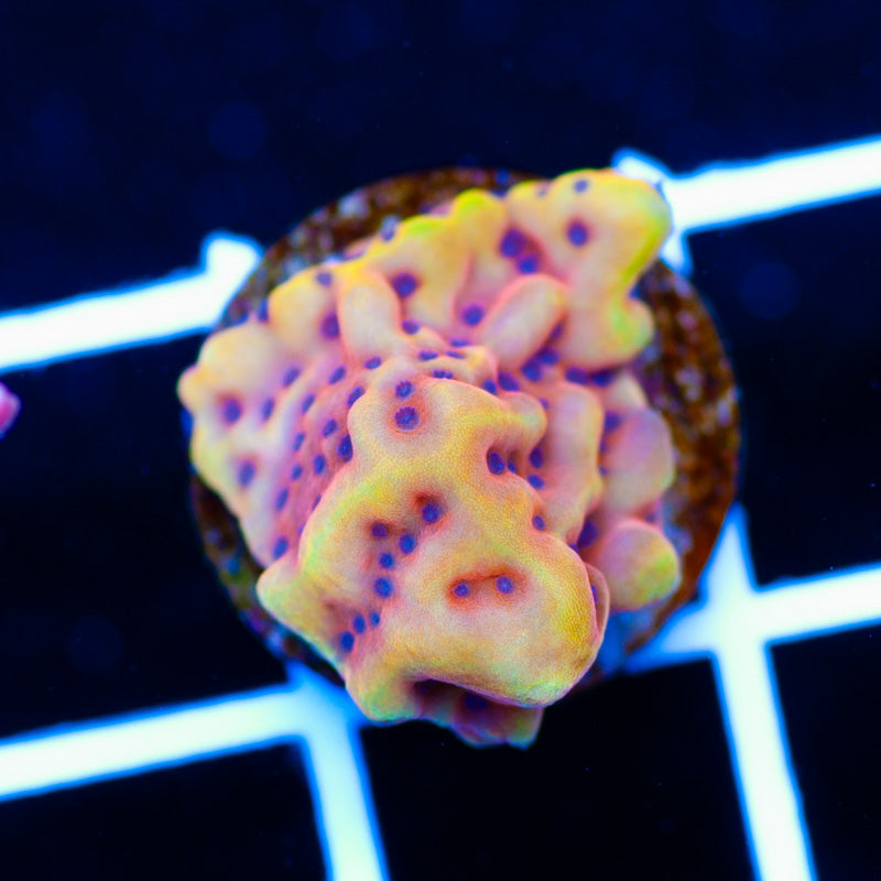 Reef Raft Crazy T Monti #1
