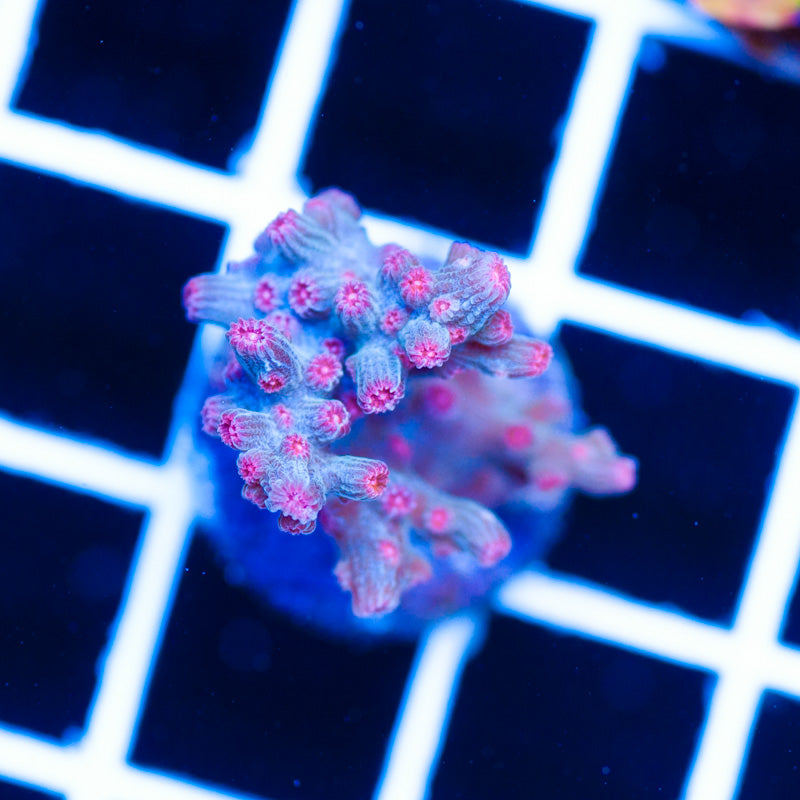 ATL Red Star Branching Cyphastrea #1
