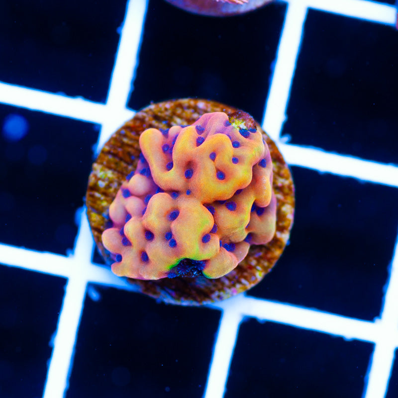 Reef Raft Crazy T Montipora